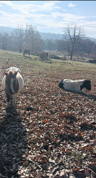 vand poneita cu manz