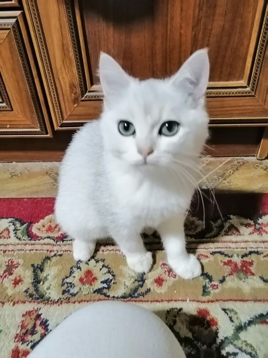 Mushuk shinshilla