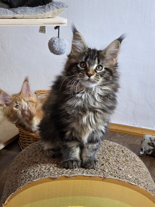 Maine Coon cu pedigree