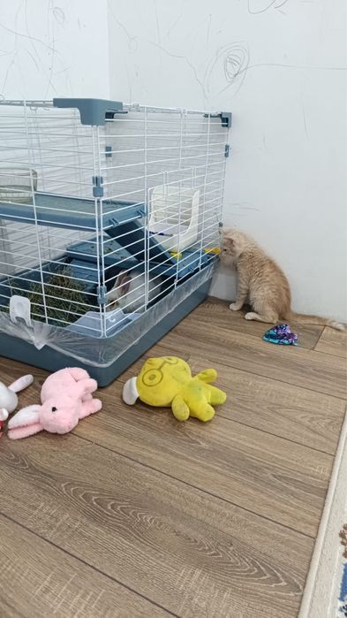 Продам кролик в хорошем состаний ухоженый