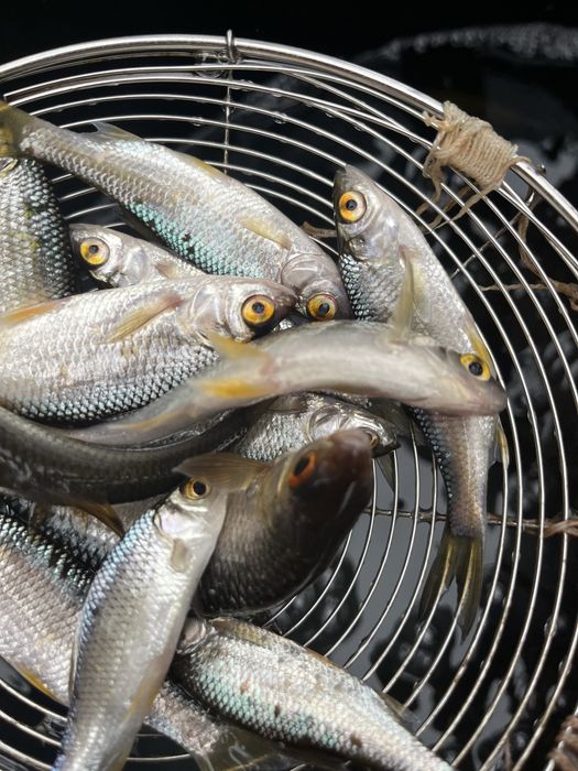 Чебак на щуку, судака 80тг