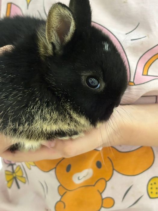 Декаративный кролик