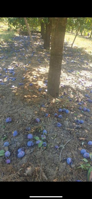 Prune de vanzare pentru tuica dulci si pere