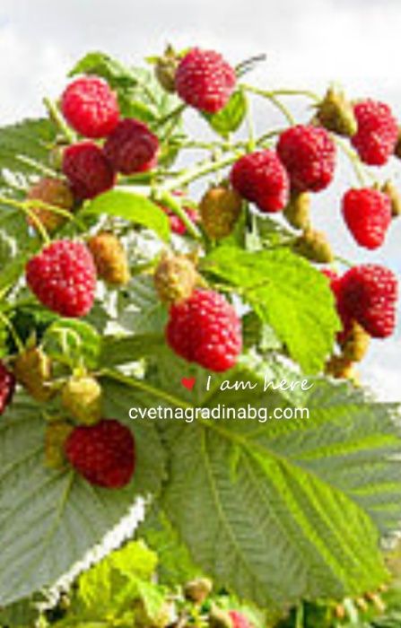 Малини-целогодишни сорт Херитидж