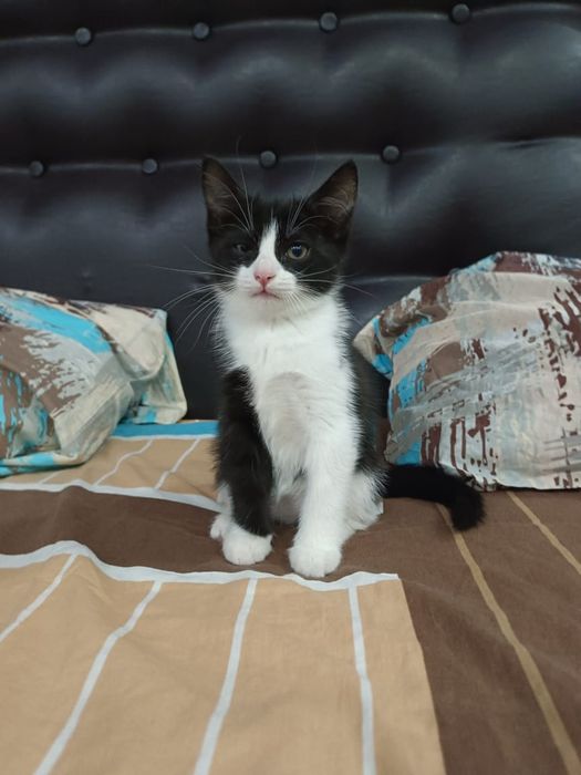 Отдам кошечку в добрые руки