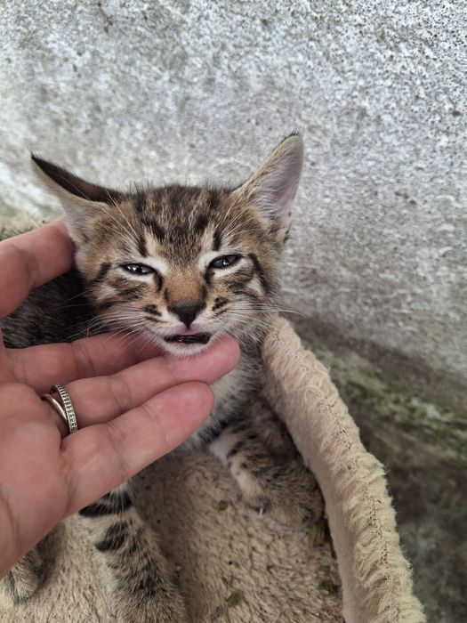 Pui de pisică pentru adopție