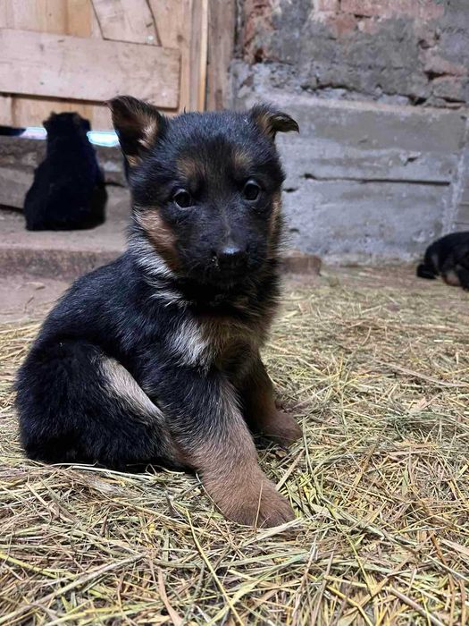Продавам Немски Овчарки
