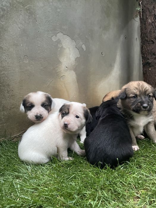 Spre Adoptie, 6 pui frumosi