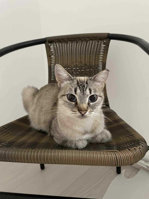 Pisica pentru adoptie cu ochi superbi