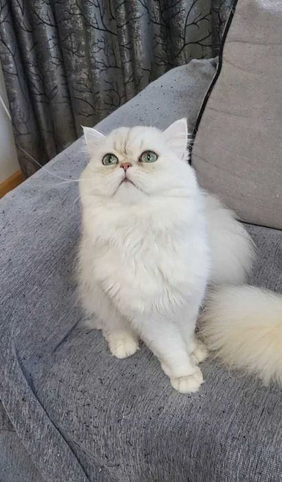British longhair silver cu ochii verzi pedigree felisa autorizata