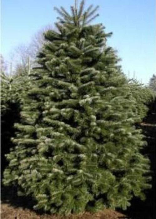 Ofertă Brazi Normandieni – Prețuri Avantajoase, Livrare Națională