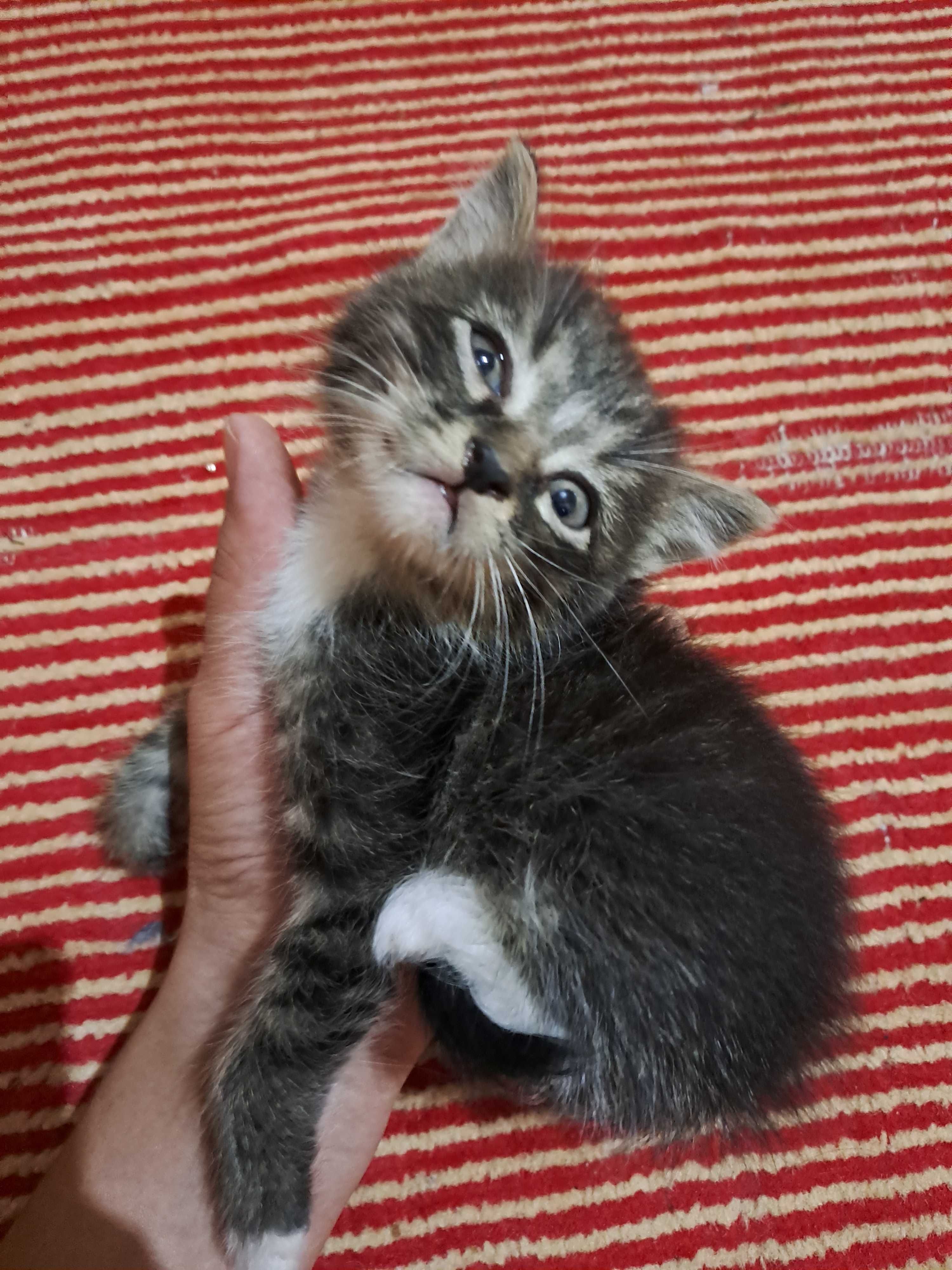 котята в Ургенче