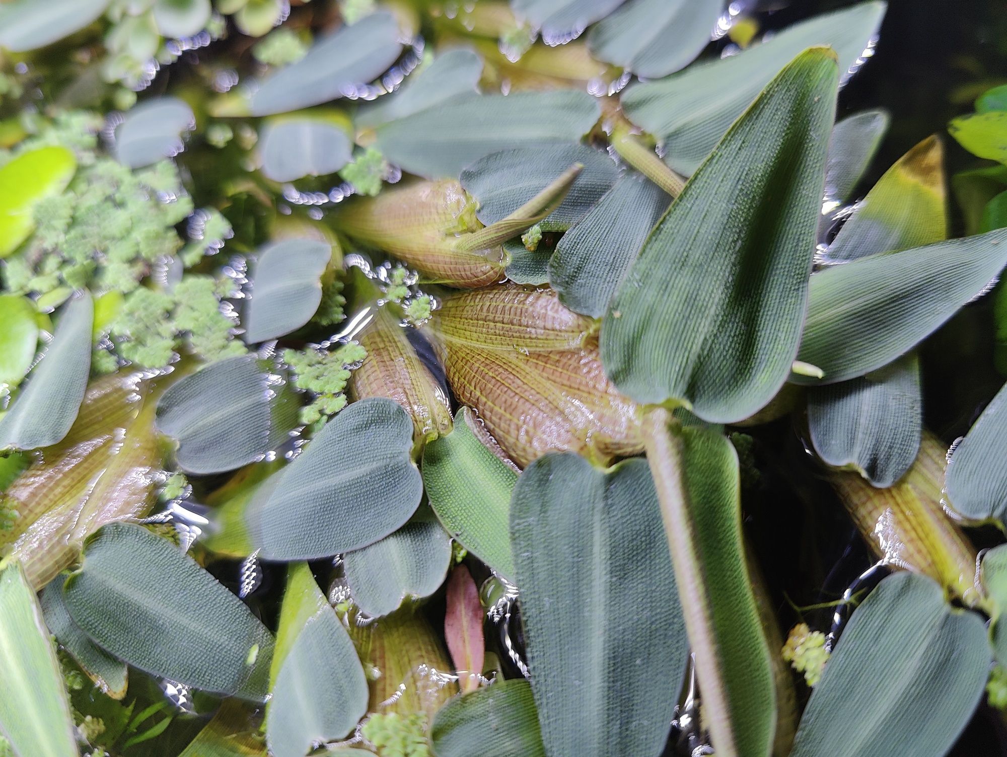 Plante naturale acvariu