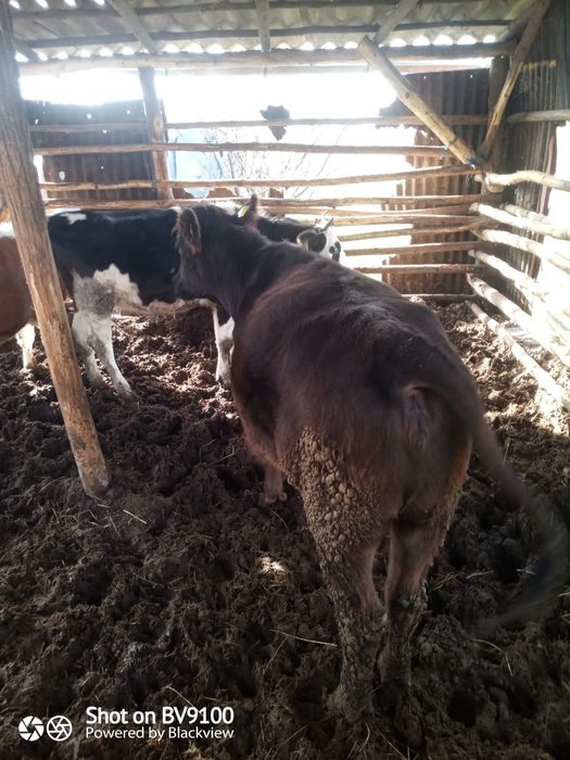 Vaca și jurinci la vânzare