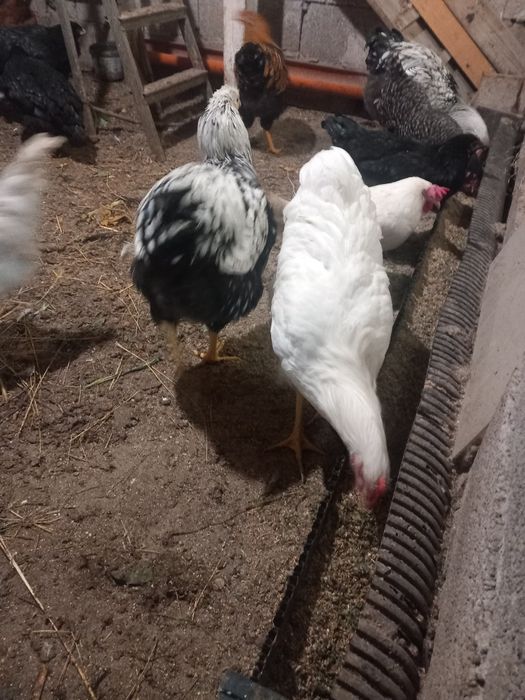 Петли и пуйки и пуяци