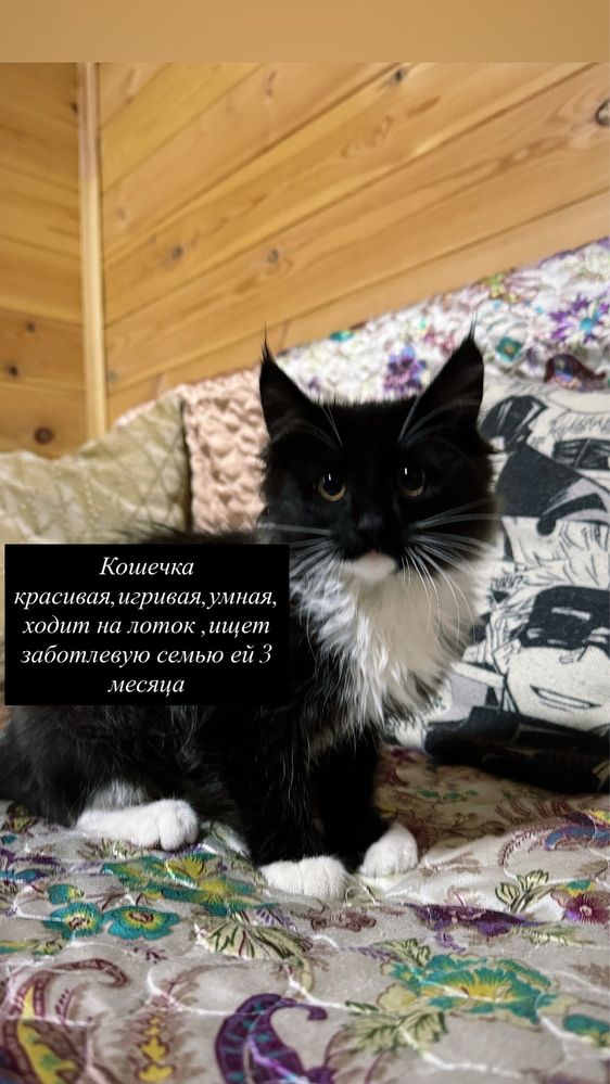 Котяток отдадим 3-4 месяца
