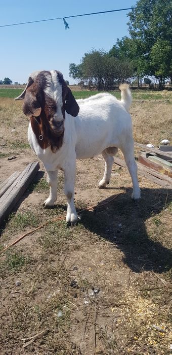 Țap si capră Boer