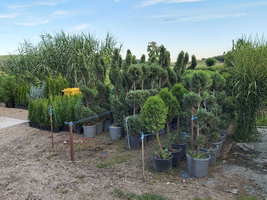 Vand conifere si plante ornamentale la ghiveci