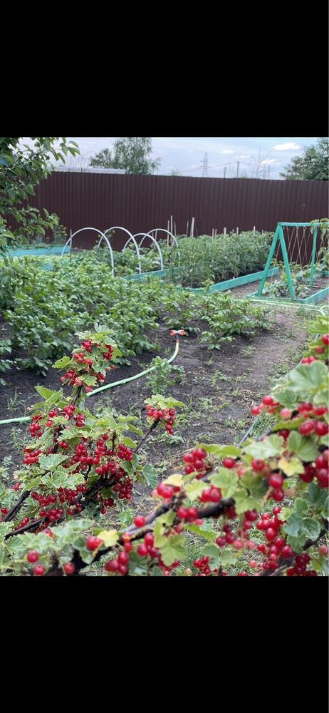 Продам дачу СО геолог