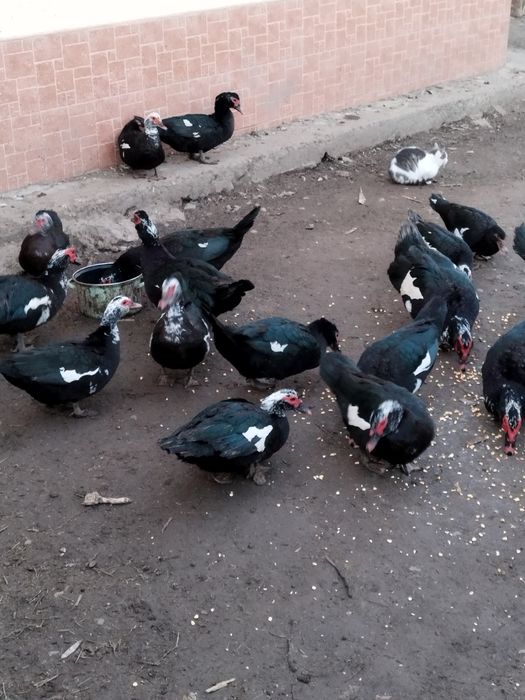 Rate leșești și gâște românești