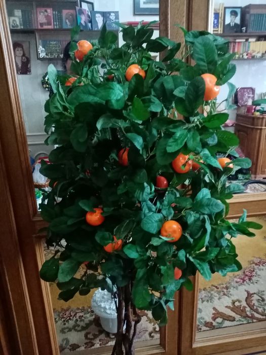 Декоротивные дерево с  мандаринами
