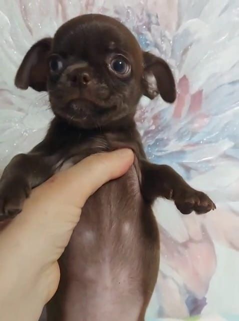Продаю шокодногл щенка чихуахуа