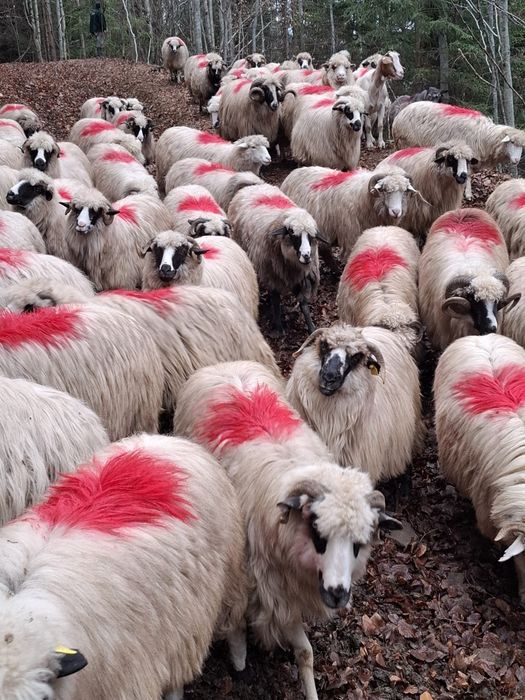 Oi tinere de vânzare