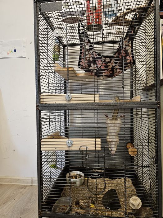 Veverita siberiana mascul