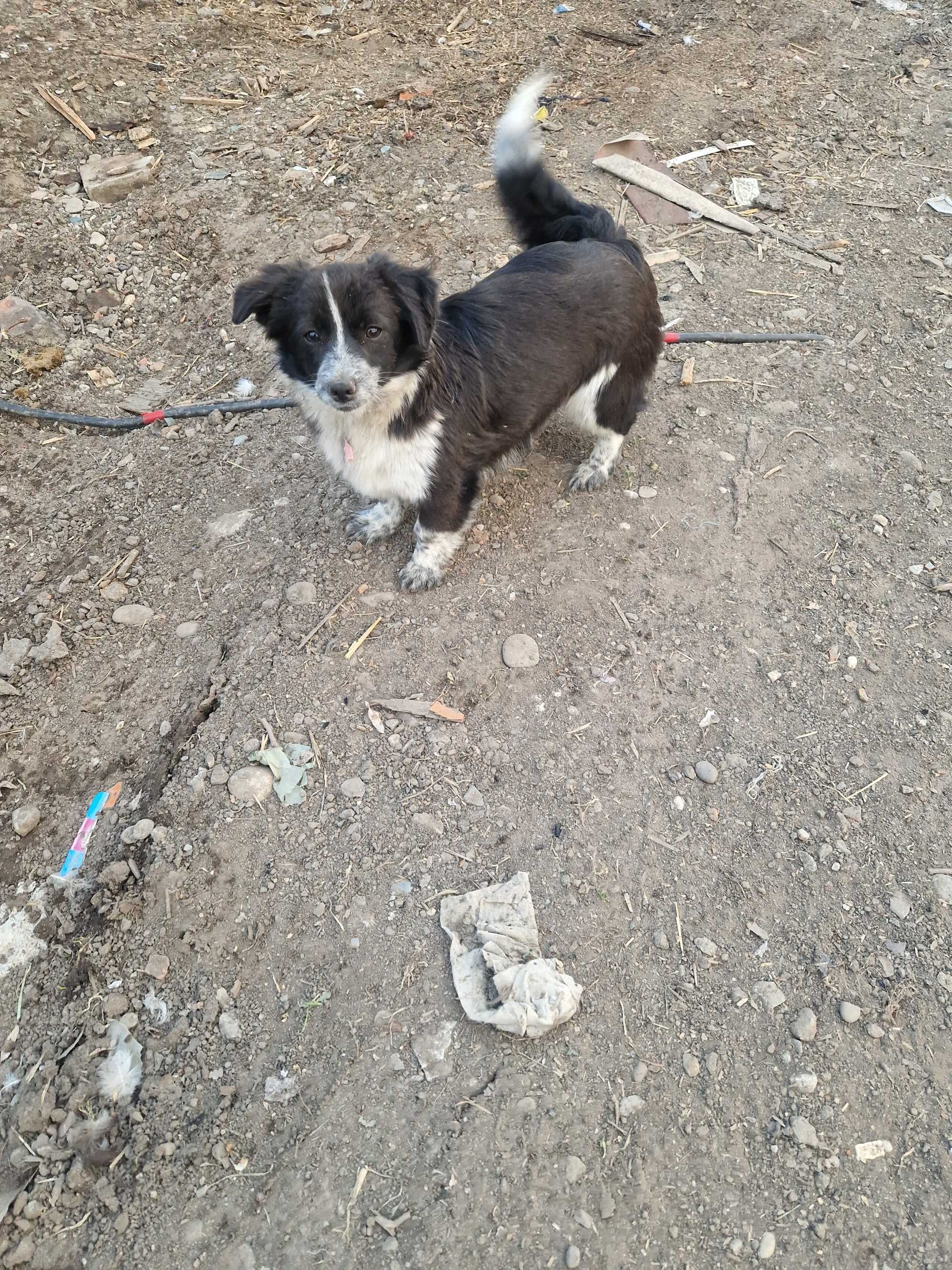 Adoptie căței rasă pitică