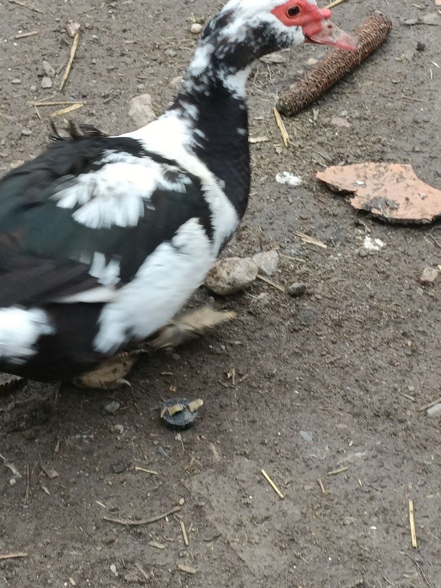 De vânzare pui de găină