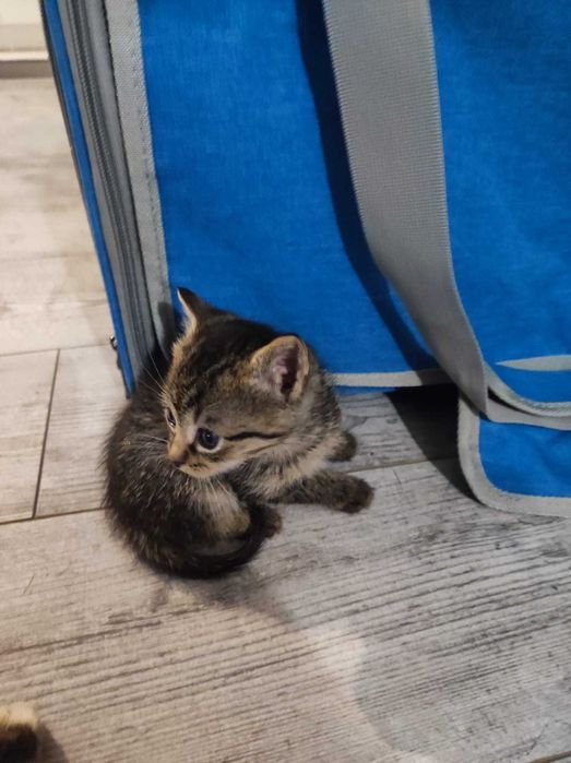 Donez trei puiuti de pisica sanatosi si frumosi