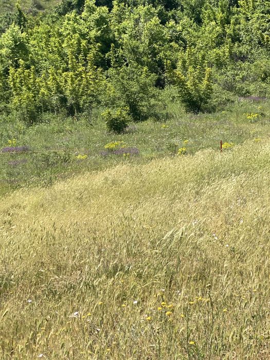 Земеделска земя Белащица/Марково