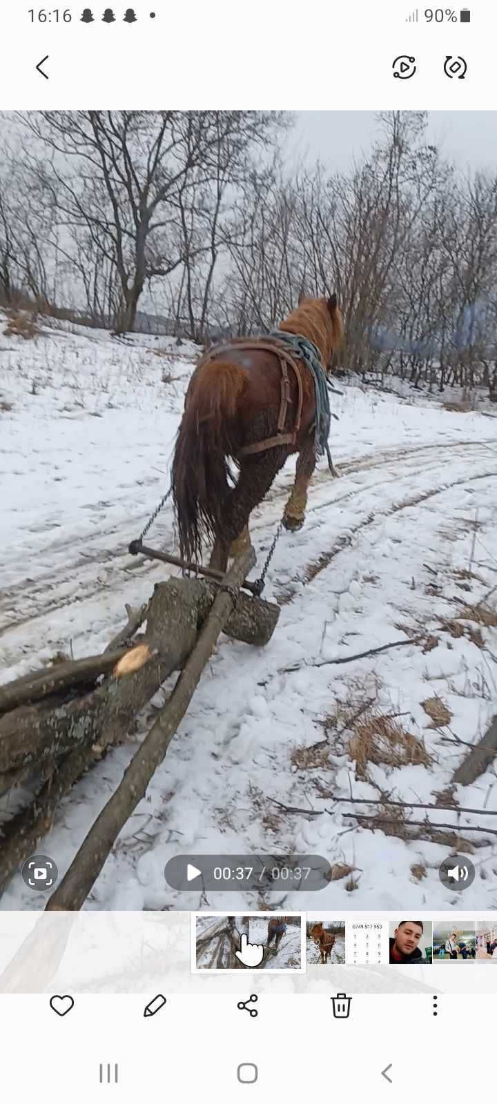 Armasar de vânzare, vârsta de 2 ani