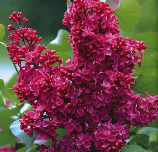 Liliac  Syringa Tip Copac