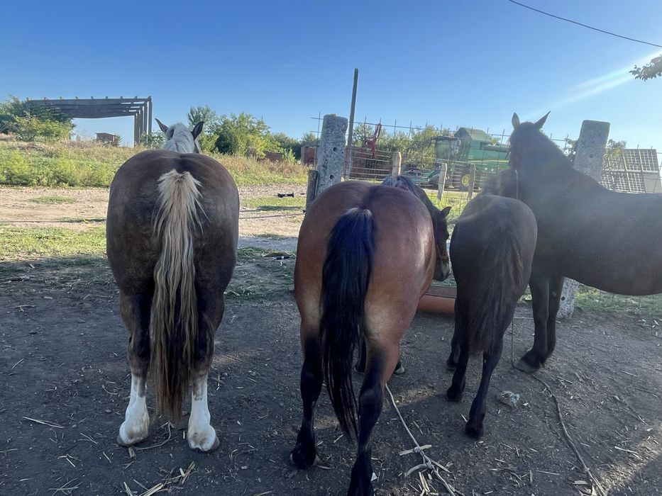 Vand 2 manze de 3 ani o iapa de 9 ani si manza se 6 luni