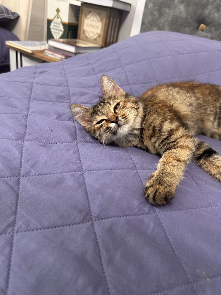 Котенок ишеть дом