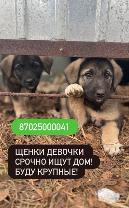 Милые щенки крупные девочки ищут дом