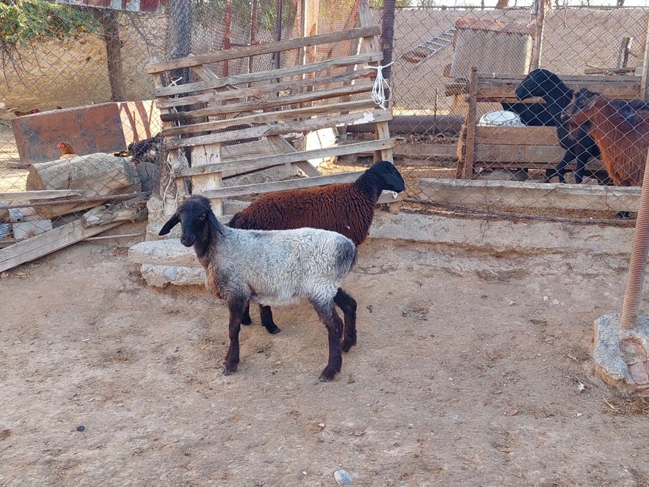 Семіз ургашы токтылар сатылады