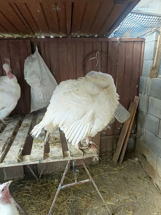 Curci de vânzare 32 lei kg