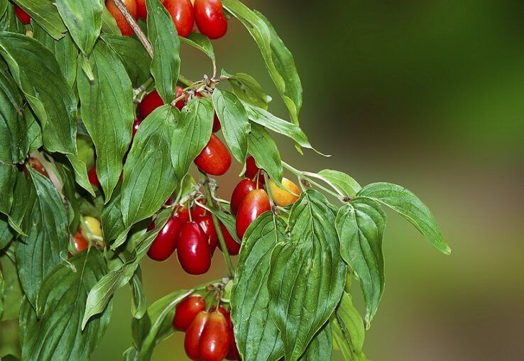 Arbuști Fructiferi  CORN