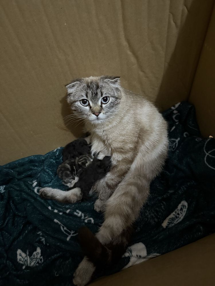 Продается шотландский вислоухие