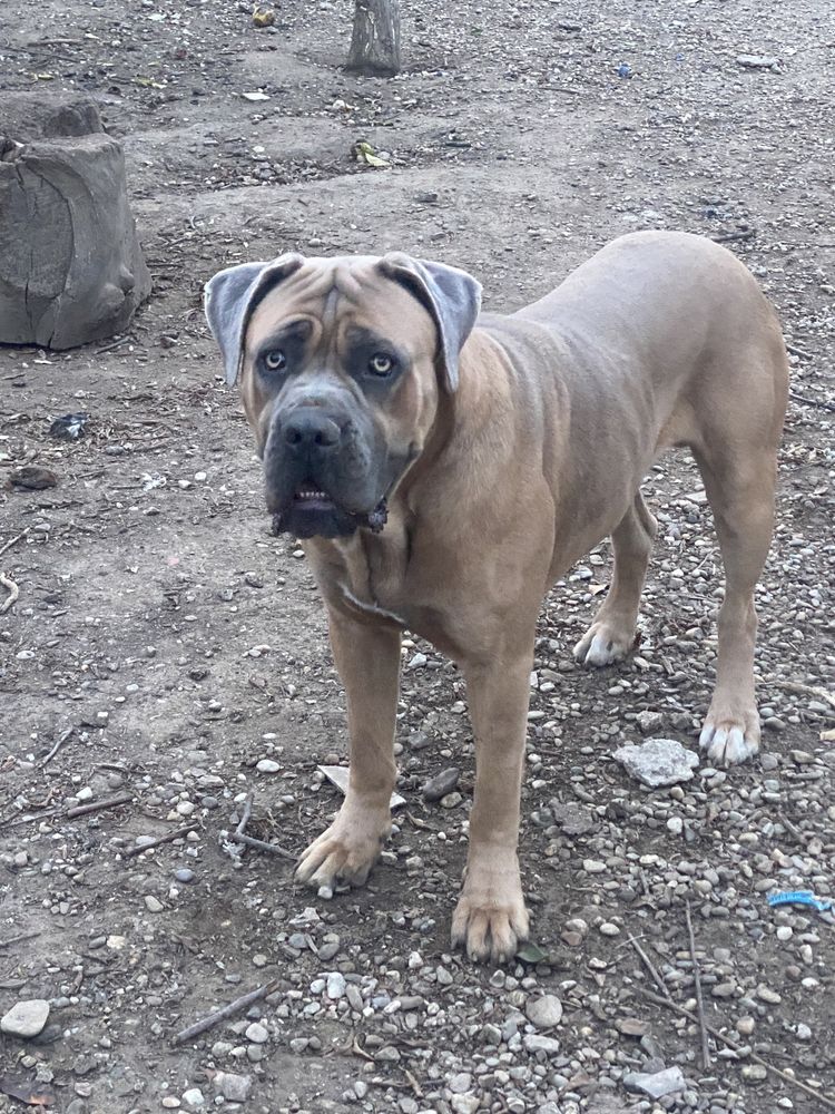 Mascul cane corso