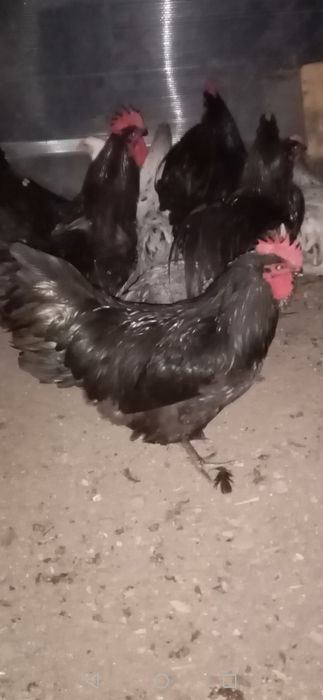 Cocoși Australop!!!