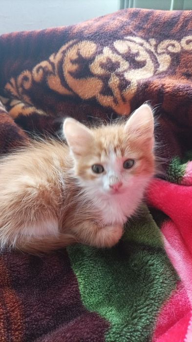 Подарявам котенце