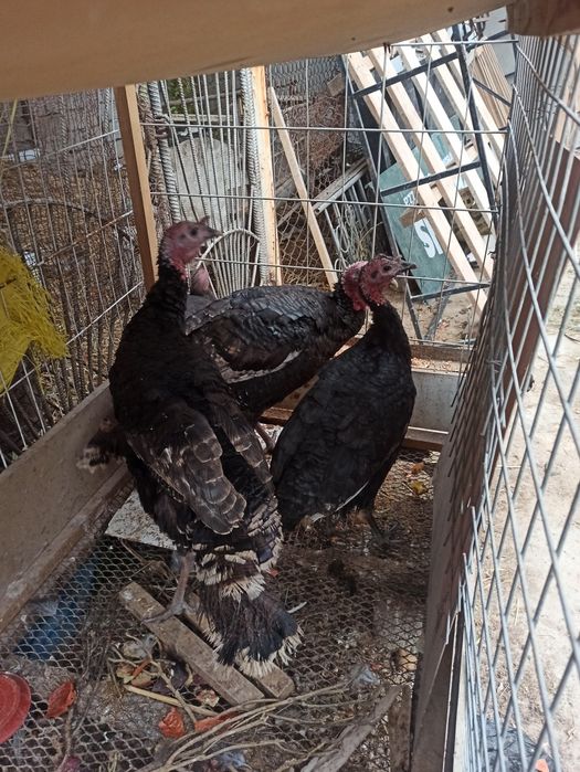 Kurka sotiladi индюки