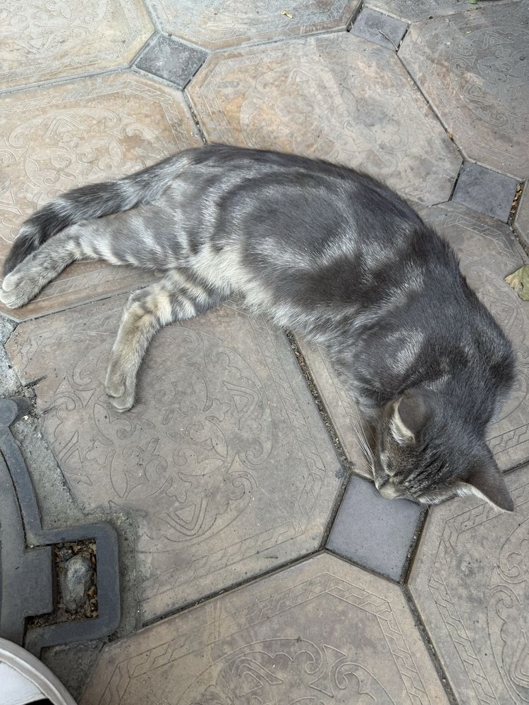 Котенок котята  кот кошка