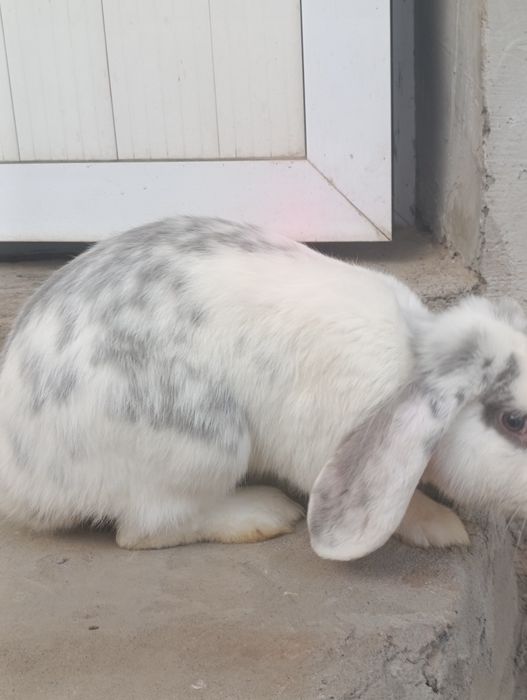 Fransuz baran 7 oyli erke.