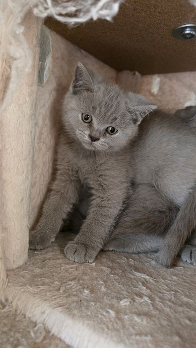 British shorthair lila