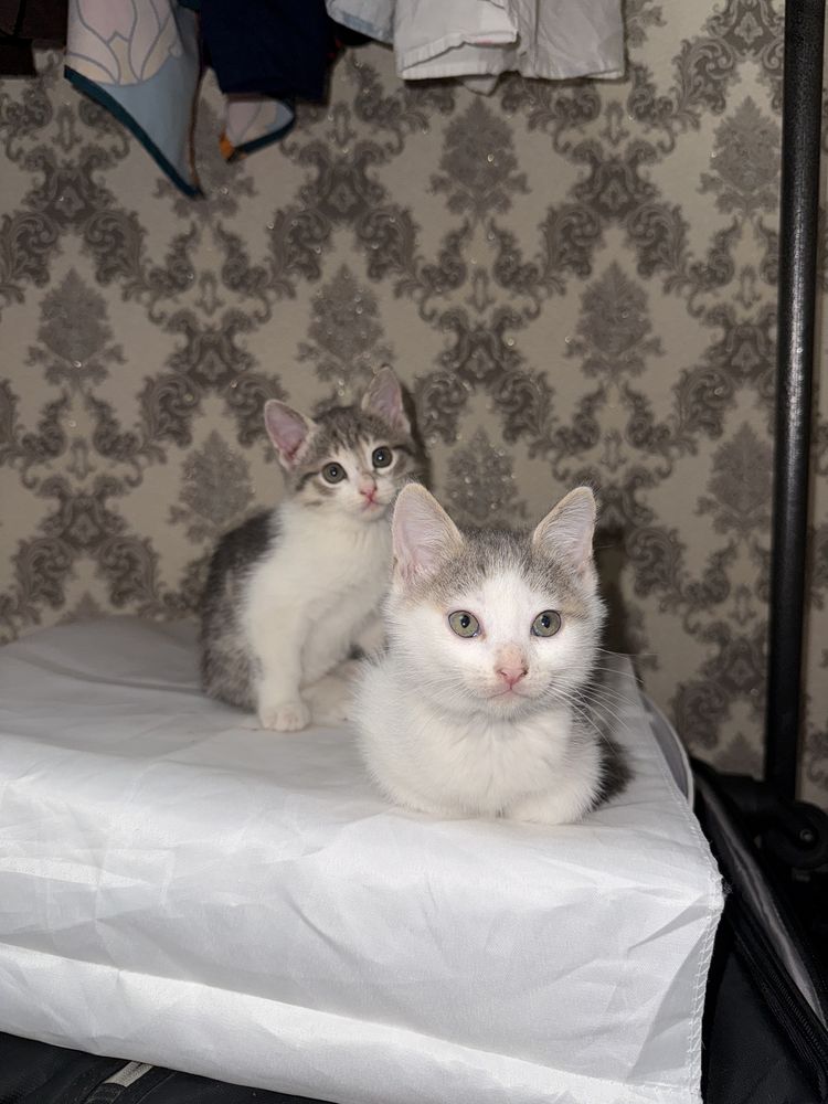 Котята 2 месяца