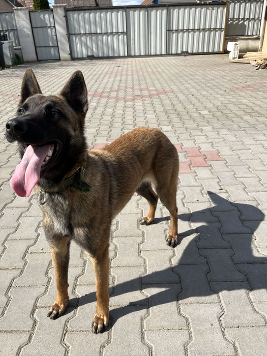 Vand Malinois Belgian